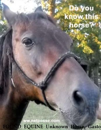 FOUND EQUINE Unknown Horse, Gaston Co., NC, Near Kings Mountain, NC, 28086